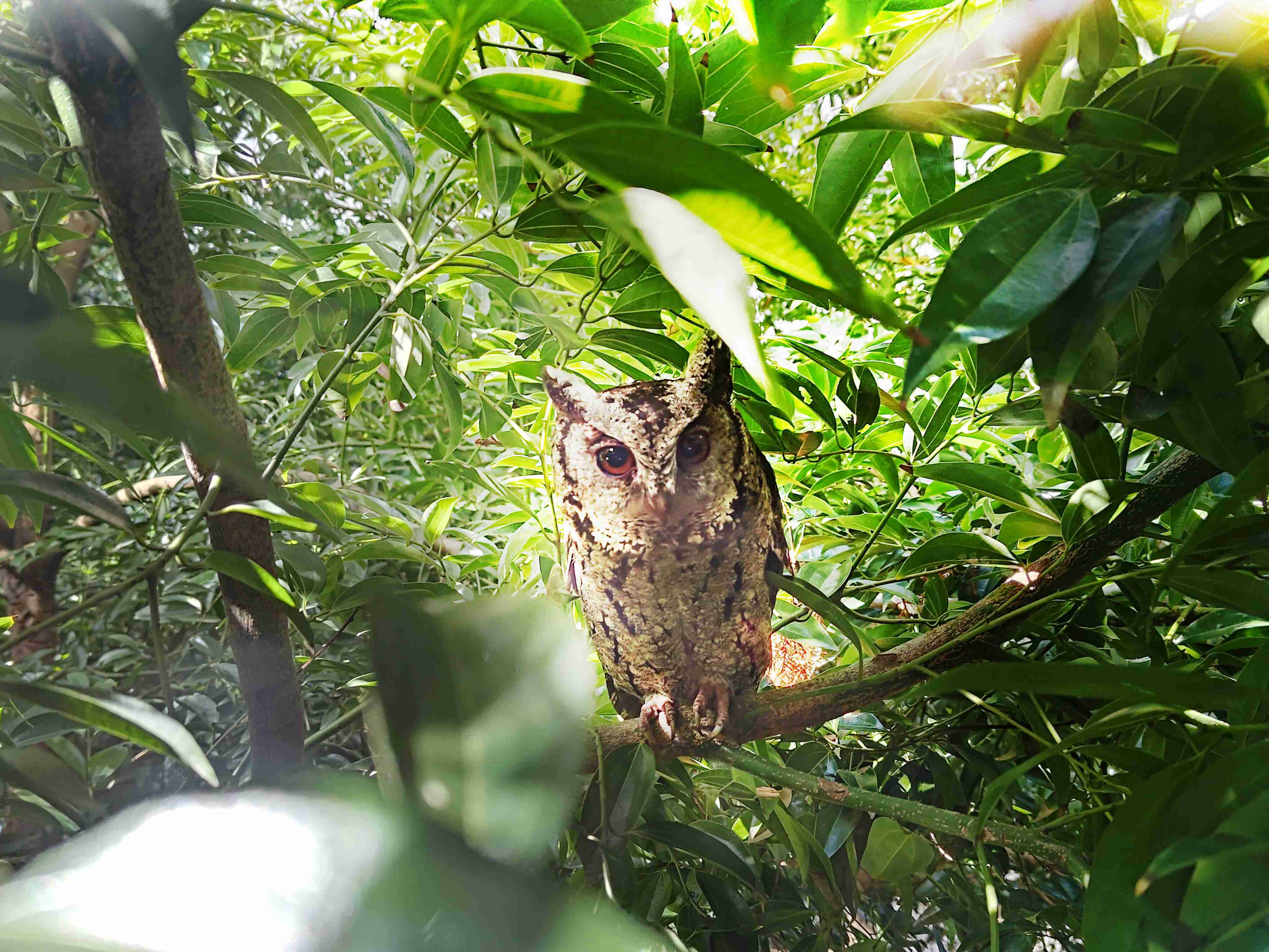 尊龙z6致力提倡净零绿生活，，16年以来在全球各厂区植树逾百万棵，，造就各厂区树木蔚然成林，，犹如森林工厂，，，，成为许多生物的栖息地